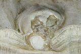 Fossil Oyster (Inocerasmus) Shell Section with Pearl - Kansas #152251-2